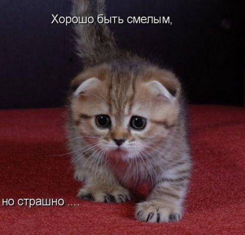 Прикольная котоматрица (22 шт)