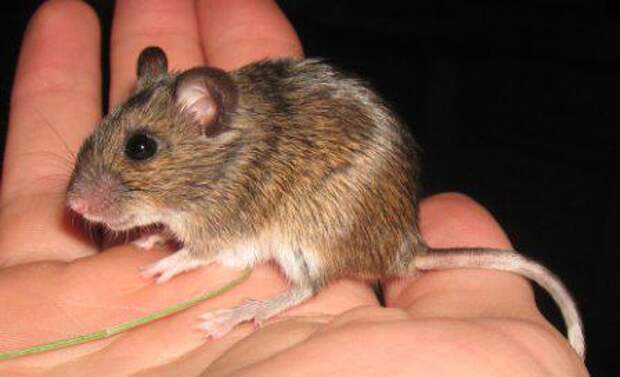 Мышь лесная — это что за зверь?