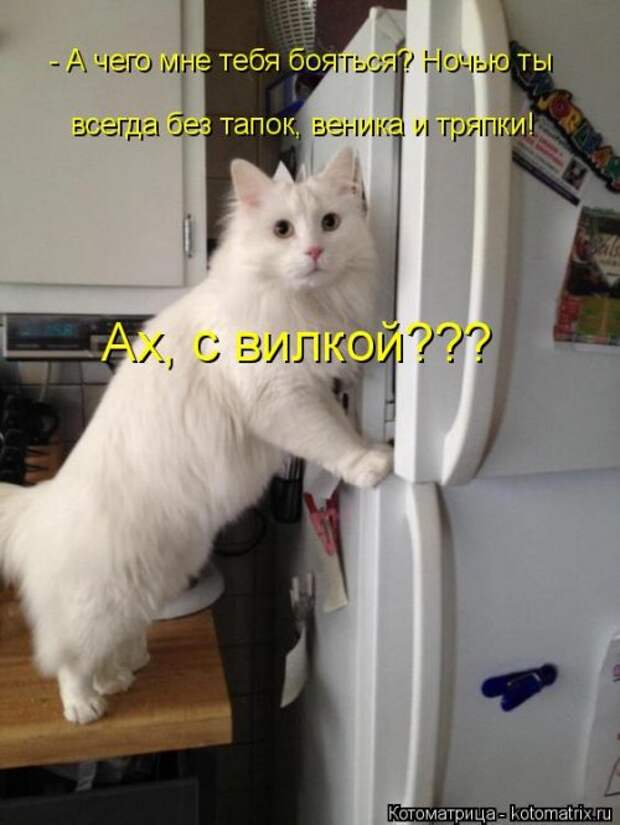 Новая котоматрица на Бугаге (38 фото)