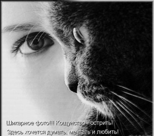 Прикольная котоматрица (22 шт)