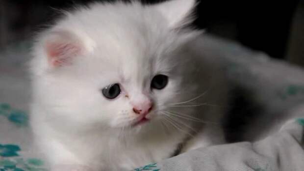 Картинки по запросу фото белого котенка