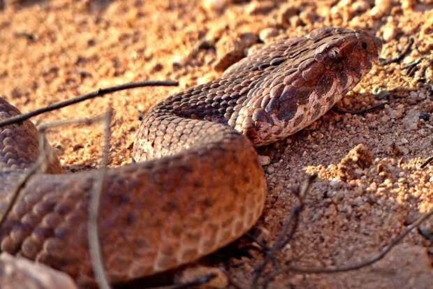 Гадюкообразная смертельная змея австралия, животные, ядовитые животные, ядовитые змеи, ядовитые пауки, ядовитые рыбы