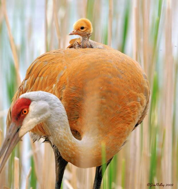 animalparents23 Эти животные научат быть хорошими родителями