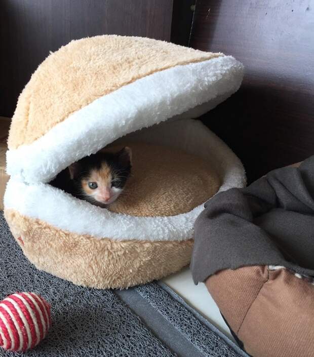 Котенок в домике