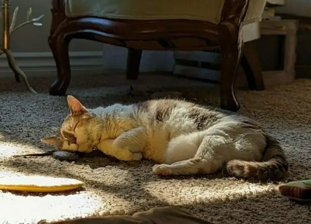 Непредсказуемые любимые игрушки домашних питомцев