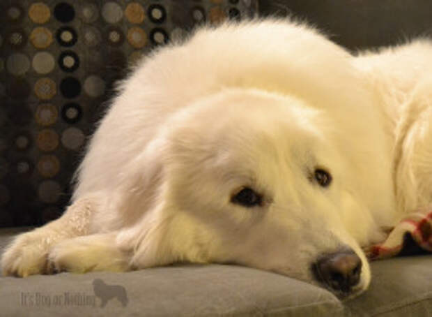 Great Pyrenees
