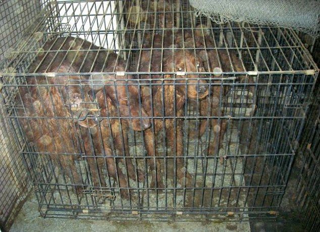 Паре любителей животных впаяли срок за содержание 14 собак в адских условиях