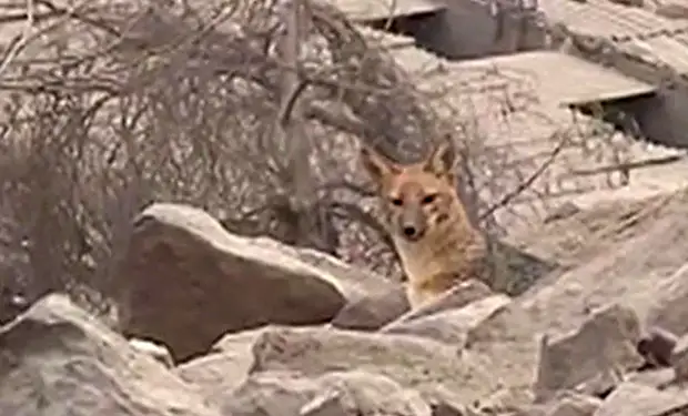 Семья купила собаку, а через два месяца в ней заподозрили лису, когда у соседей стали пропадать куры