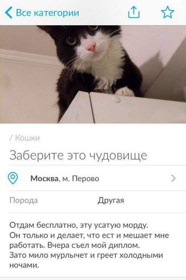 Забавные объявления