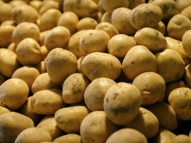 Как правильно оценить размер картофельной ботвы, чтобы определить урожайность?