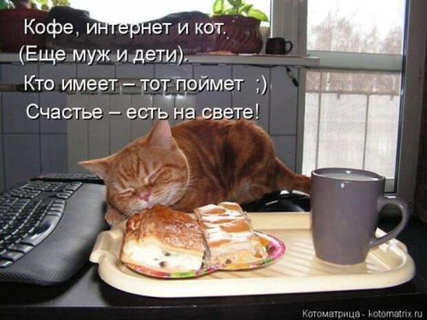 Лучшая котоматрица за неделю (32 фото)