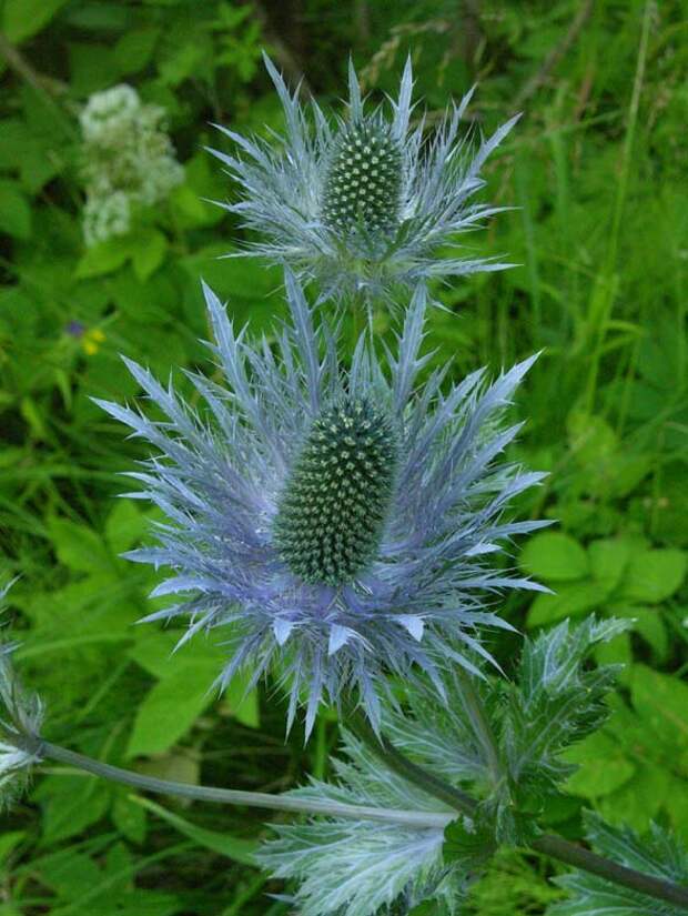 eryngium alpinum11_6 Shevireva