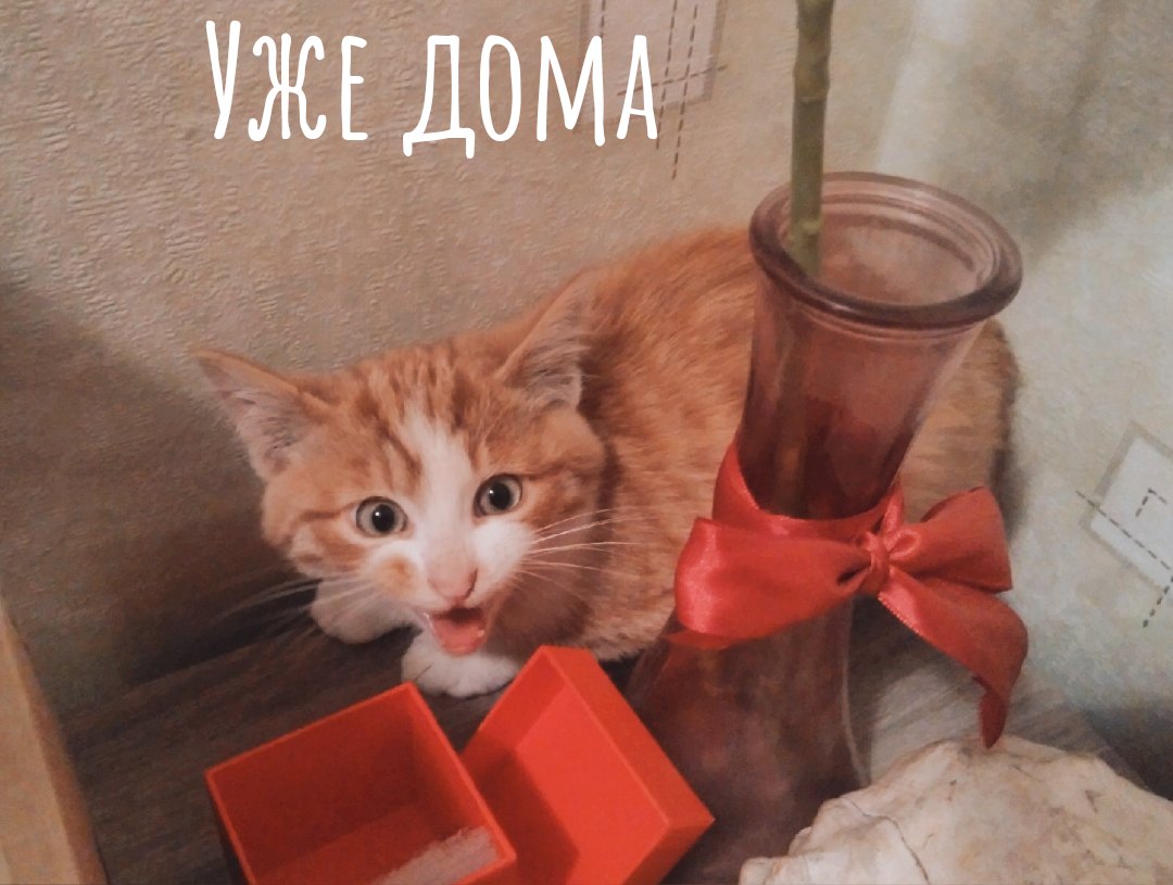 Помогите! Спасите хоть одну душу! Возьмите хотя бы на передержку!