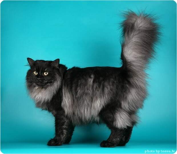 Сибирская кошка, фото сибирской кошки