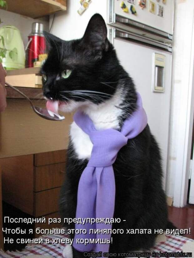 Лучшие котоматрицы недели Лучшие котоматрицы недели