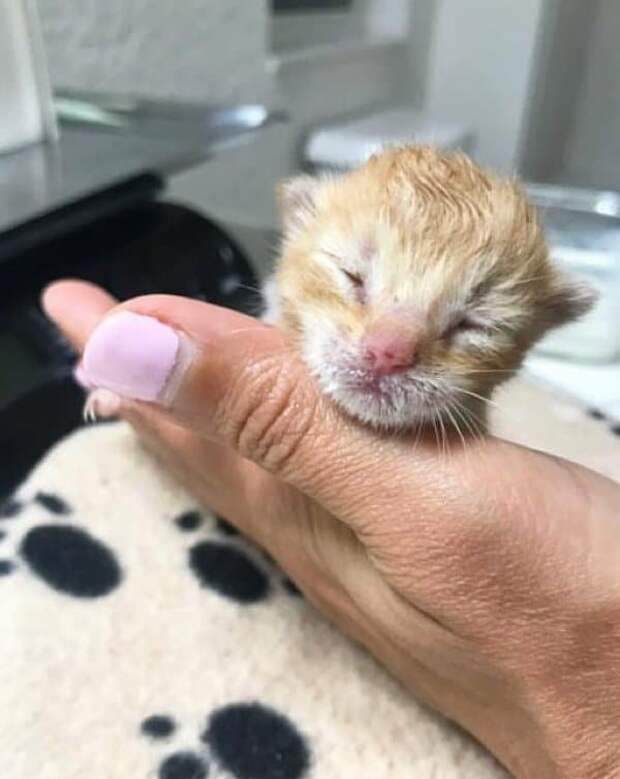 рыжий котенок
