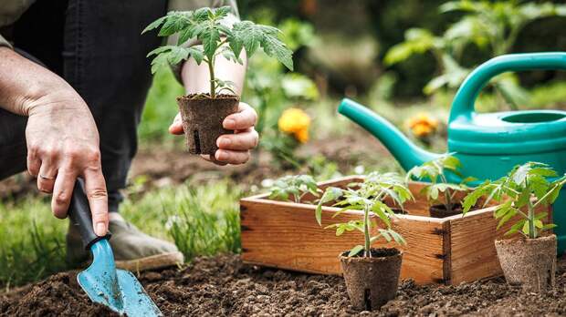 Почему снежная зима может стать причиной нашествия насекомых-вредителей на даче