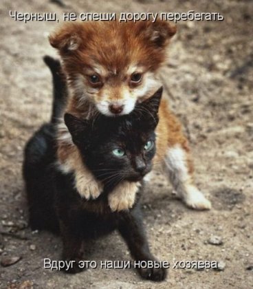 Котоматрицы: Мысли вслух