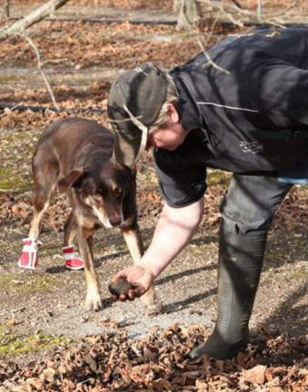 Хозяин придирчиво разглядывает найденный собакой гриб. Данный экземпляр тянет на 100-150 евро... . дорого, еда, трюфель