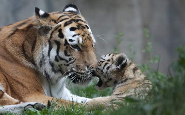 Международный день тигра 29 июля 2021