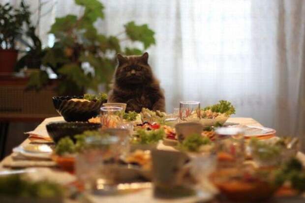 кот, стол