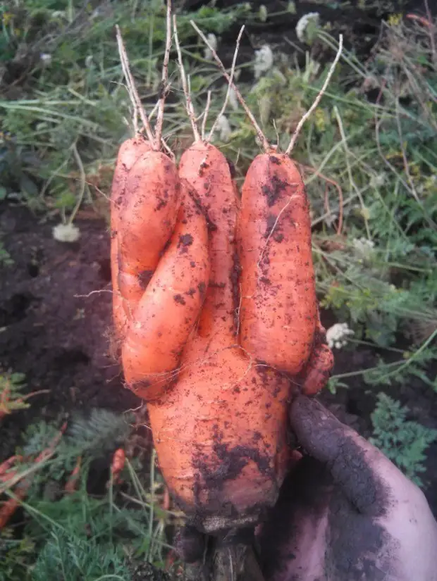 маленькая морковь фото