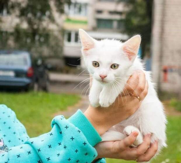 Белый котенок прижимался к девочке, которая быстро уходила от дома. Малышу грозила беда, но она должна была его спасти.