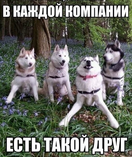Прикольные картинки. Вечерний выпуск картинки, подборка, фото