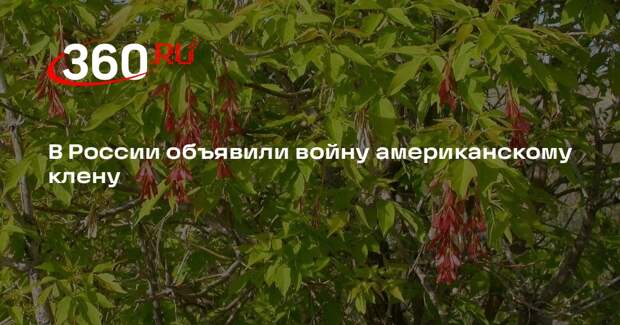 С 1 марта в России за распространение ясенелистного клена грозит штраф