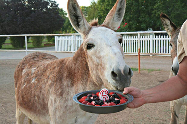pets-birthday-parties-10-57068cf0a6646__700