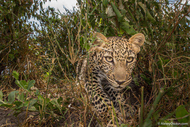 Leopardss_kenya, mar.2016_ao-24.jpg