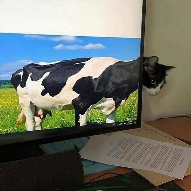 Смешные кадры с животными, которые поднимут настрой