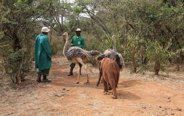 Страусят нашла служба охраны диких животных Кении.  животные, слоны, страусы