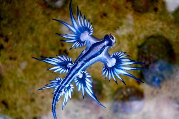 Туристов на Пхукете предупредили о ядовитом морском слизне