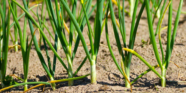 Агротехника выращивания озимого лука - как правильно вырастить озимый лук в  Украине - plantagroup.com