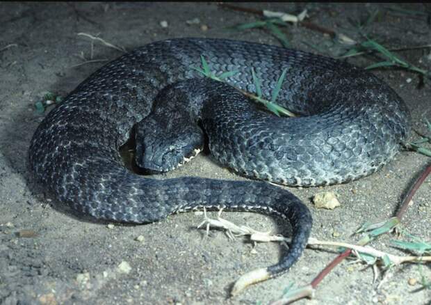 Гадюкообразная смертельная змея водится в Австралии и Новой Гвинее, часто охотится на других змей, обычно из засады.