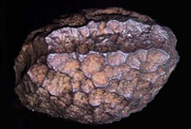 В 1885 году рабочий по имени Рейдл Бэк обнаружил артефакт возрастом 60 миллионов лет. Рабочий, обнаруживший загадочный артефакт, работал на литейном заводе в Шендорфе / Фёклабруке (Австрия), запущенном Исидором Брауном (1801-1866).  Рабочий вскрыл блок бурого угля, добытого в Вольфзегге, и обнаружил странный металлический предмет, встроенный в блок угля, который был назван "железом Вольфзегга".  Предмет показался необычным и значимым рабочему Ридлу и его товарищам по работе, и они отнесли его своему начальнику. Сын основателя литейного завода, Исидор Браун, отнес артефакт в Heimathaus (музей) в Фёклабруке.  В 1886 году горный инженер Адольф Гурльт, профессор геологии Боннского университета, предположил, что артефакт имеет метеоритное происхождение. Это было приемлемое объяснение неуместному артефакту. Ученые были довольны.  Артефакт хранился в Oberosterreichisches Landesmuseum в Линце, где оригинальный объект был выставлен на всеобщее обозрение с 1950 по 1958 год. Лишь в 1966-67 годах артефакт возрастом 60 миллионов лет был проанализирован в Венском естественно-историческом музее.   В результате проведенных исследований эксперты пришли к выводу, что это артефакт, который неопровержимо доказывает существование в доисторические времена древних цивилизаций, чье технологическое развитие превосходило современное человечество. Загадочный артефакт был попал в месторождение угля, возраст которого датируется примерно 60 миллионами лет.   Анализ проводился с помощью электронно-лучевого микроанализа, и в ходе анализа в железе не было обнаружено следов никеля, хрома или кобальта, что указывает на то, что объект не метеоритного происхождения, а отсутствие серы говорит о том, что это не пирит.  Дальнейшее исследование, проведенное Хубертом Маттлианером в 1973 году, позволило сделать вывод, что этот предмет был отлит по технологии cire perdue (Литьё по выплавляемым моделям). Доктор Геро Курат из музея и доктор Рудольф Гриль из Геологического бундесанштальта Вены также считали, что это может быть чугун из-за низкого содержания магния в предмете,  Вот описание загадочного артефакта возрастом 60 миллионов лет:  "Объект был почти кубом, с двумя противоположными гранями, слегка закругленными. Его размеры составляли 67 мм на 47 мм, причем последнее измерение проводилось между двумя закругленными гранями. Он весил 785 граммов. Вокруг него был очень глубокий разрез. По своему составу он состоял из твердой стали с никелем и углеродом. Он не содержал серы и, следовательно, не был пиритом".  Некоторые эксперты утверждают, что края предмета были острыми и прямыми, и почти не было сомнений в том, что это был инструмент машинного производства, который казался частью гораздо большего инструмента.  Если этот объект не упал из космоса, то он является доказательством существования развитой цивилизации на Земле миллионы лет назад. Эта цивилизация имела доступ к передовым технологиям, а многие другие загадочные объекты, обнаруженные по всему миру, указывают на то, что это не единичные артефакты, а множество предметов исчезнувшей миллионы лет назад развитой цивилизации.  В СМИ это артефакт называют "Зальцбургский параллелепипед" и обычно утверждается, что он бесследно исчез в 1910 году из музея Зальцбурга. Однако, это не так и он находится в музее Heimathaus в Вёклабруке, Австрия.  Просто он уже не выставляется на всеобщее обозрение. Объяснить его современная наука не может, а подтверждать тот факт, что 60 миллионов лет назад на Земле существовала развитая цивилизация она не будет.  За последние столетия, ученые тщательно выстроили "нужную" картину человеческой истории - написаны книги, огромное количество научных трудов, защищены диссертации, получены должности и звания...   Перешагнуть все это сможет далеко не каждый ученый и, как мы видим годы идут, а отношение науки к "неуместным артефактам" совсем не меняется.