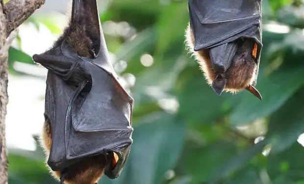 Почему летучие мыши почти ничем не болеют