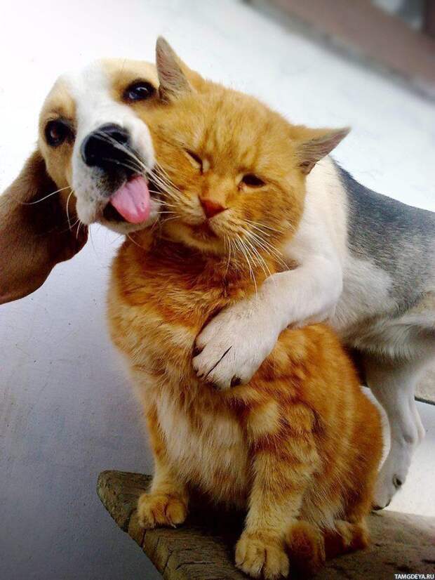 Картинка 700x933 Собака с высунутым языком обнимает рыжего кота | Тэги: Животные | Собаки | Коты