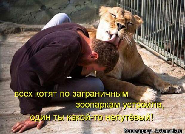 Лучшие котоматрицы недели Лучшие котоматрицы недели