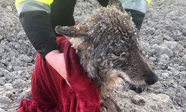 Люди спасли собаку из ледяной реки, а уже на берегу поняли, что перед ними волк