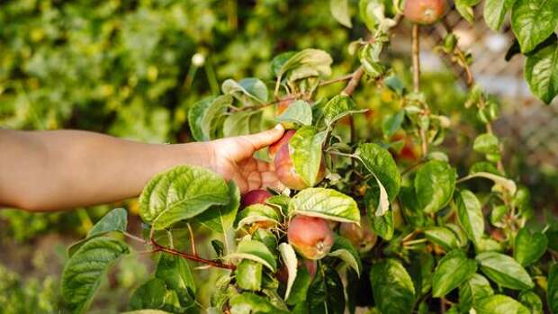 Эффективность за 10 копеек: чем опрыскать сад, чтобы забыть о тле до осени