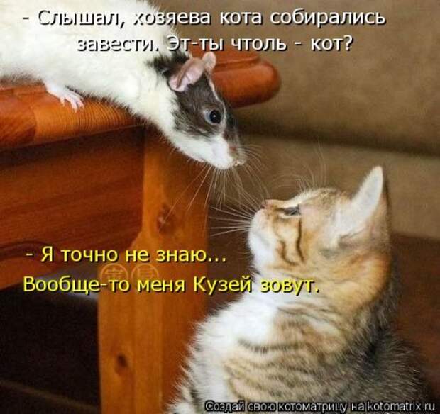 Лучшая котоматрица за неделю (32 фото)