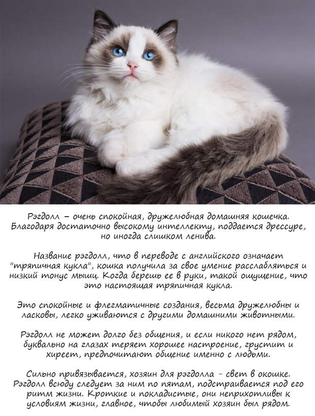 8 пород кошек для тех, у кого их никогда не было
