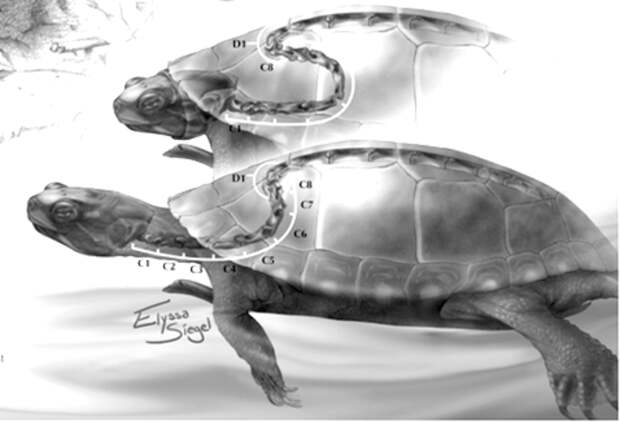 12 невероятных фактов, которые скрывают черепахи под своим панцирем животные, факты, черепаха