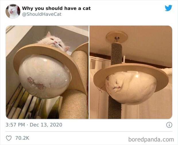 Как котики проникают в наши сердца Как котики проникают в наши сердца