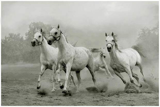 фотографии лошадей