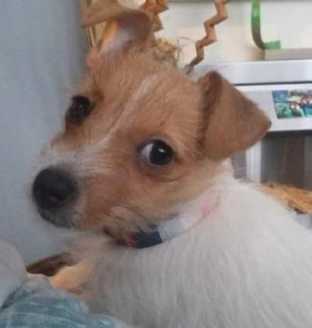 Подросток схватил в руки щенка и бросился бежать прочь, а маленький хозяин собаки остался ни с чем