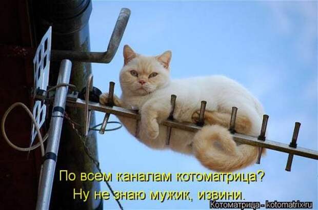 Котоматрицы(картинки с подписями)