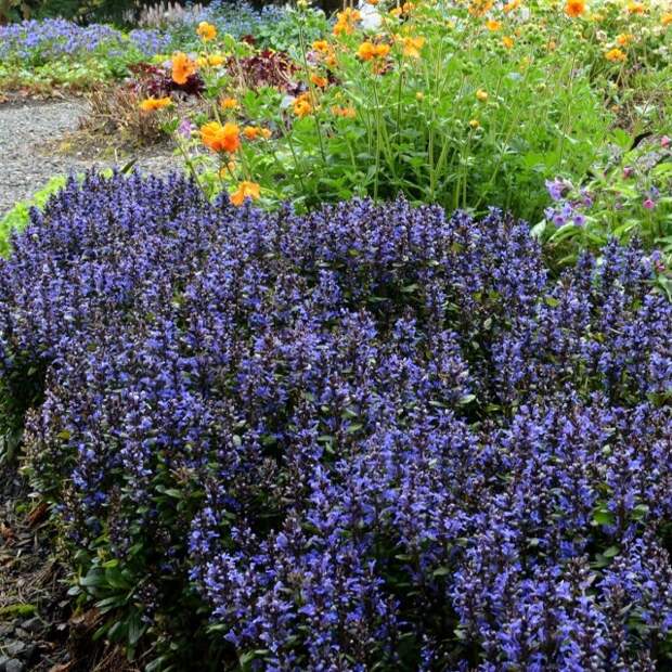 Живучка (Ajuga)